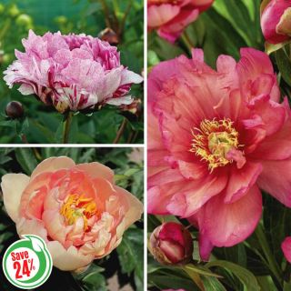 Exotic Peony Collection Thumbnail